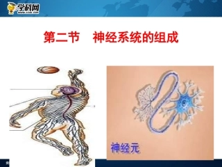 《神经系统的组成》课件