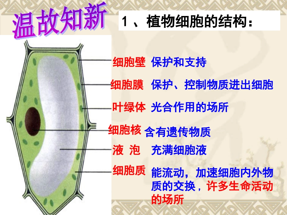 细胞的分裂生长_第1页