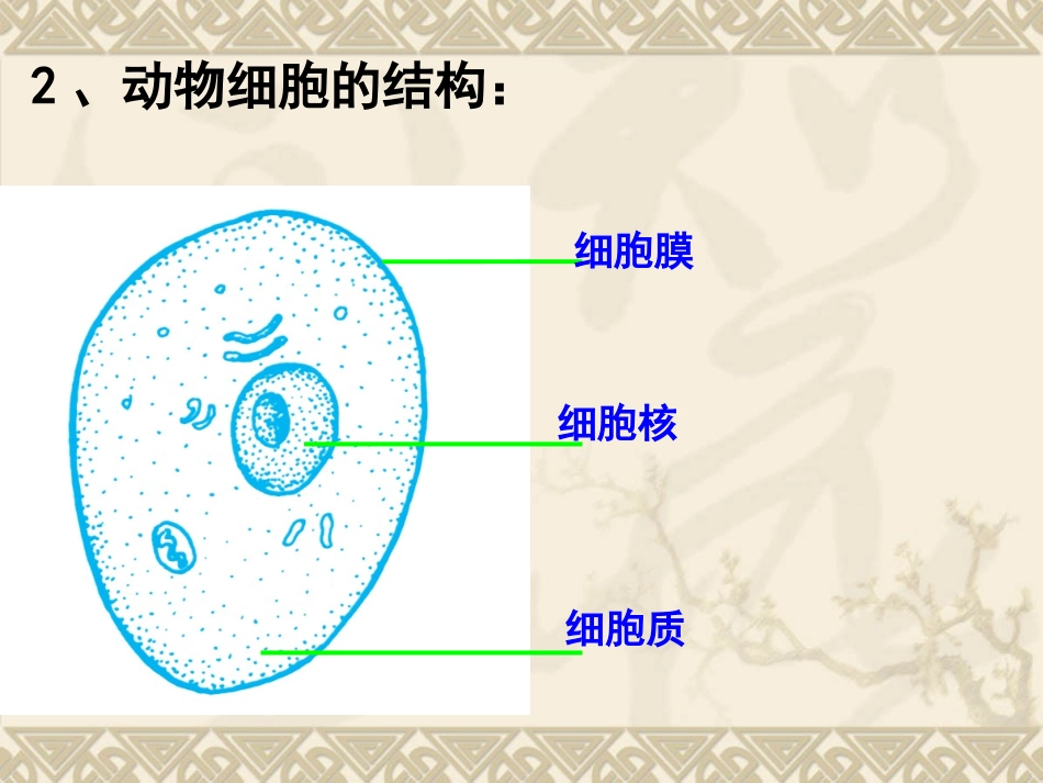 细胞的分裂生长_第2页