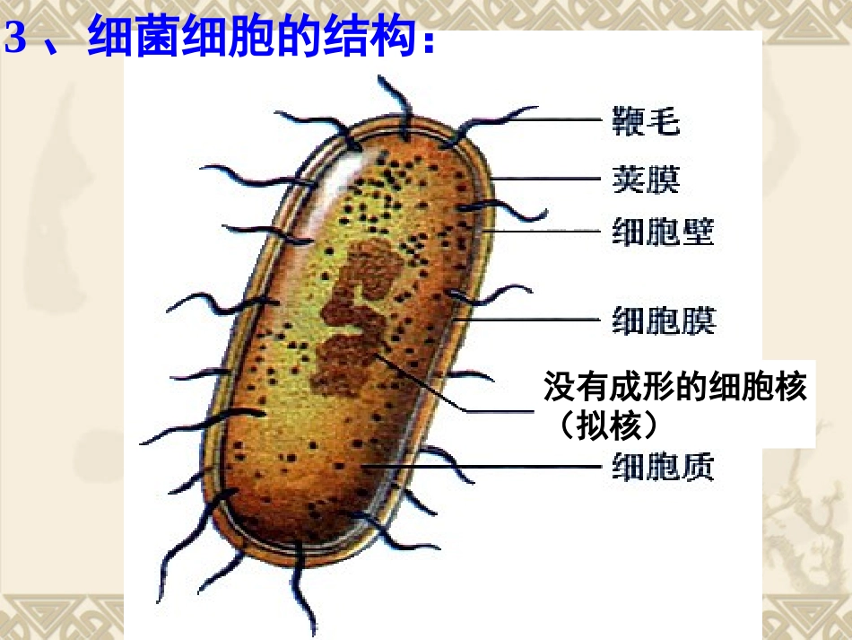 细胞的分裂生长_第3页