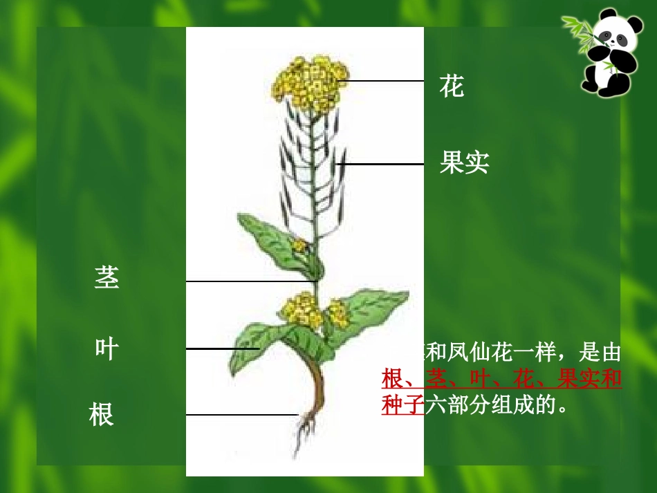 油菜花开了课件_第3页