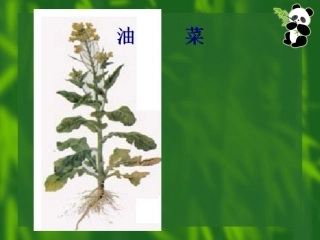 油菜花开了课件