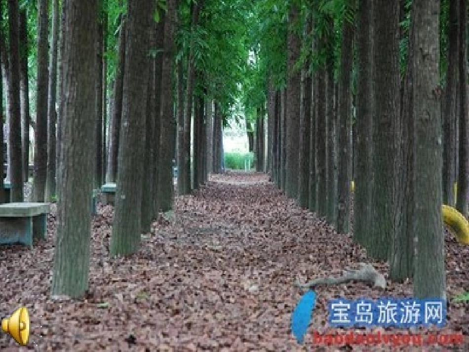 桃花心木课件_第1页