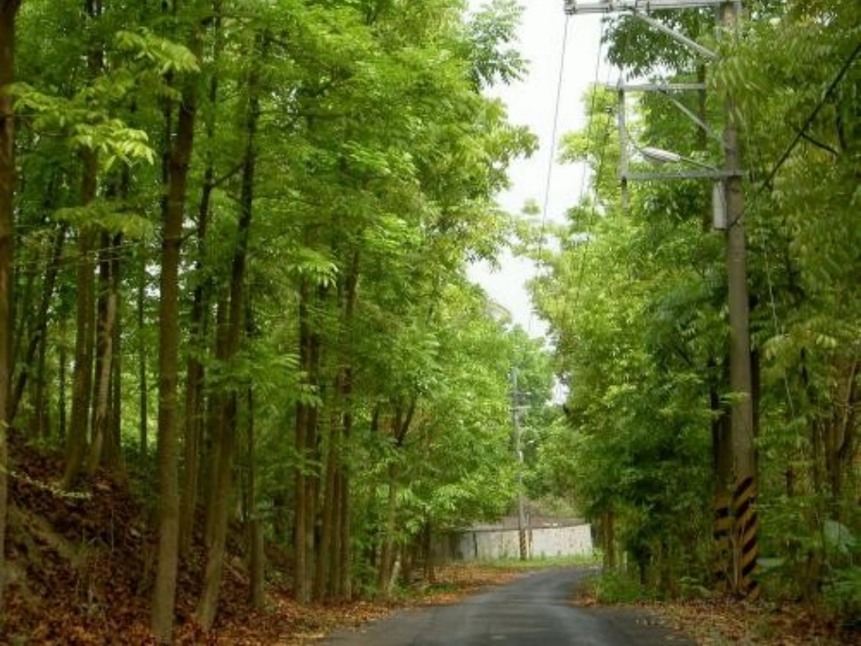 桃花心木课件_第2页