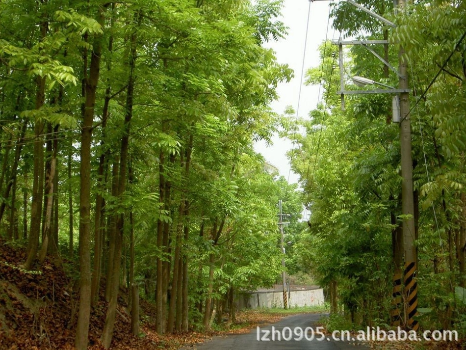 桃花心木课件_第3页