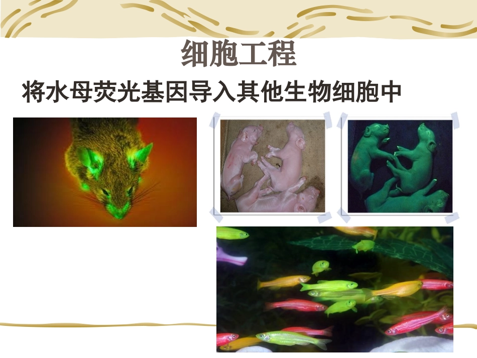 从生物圈到细胞0901_第3页