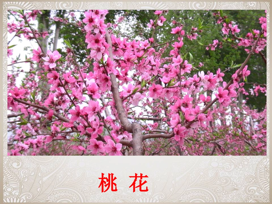 扮靓生活的花卉纹样_第3页