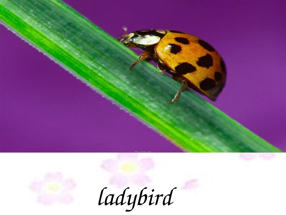 （湘少版）四年级英语上册课件Unit4_第2页