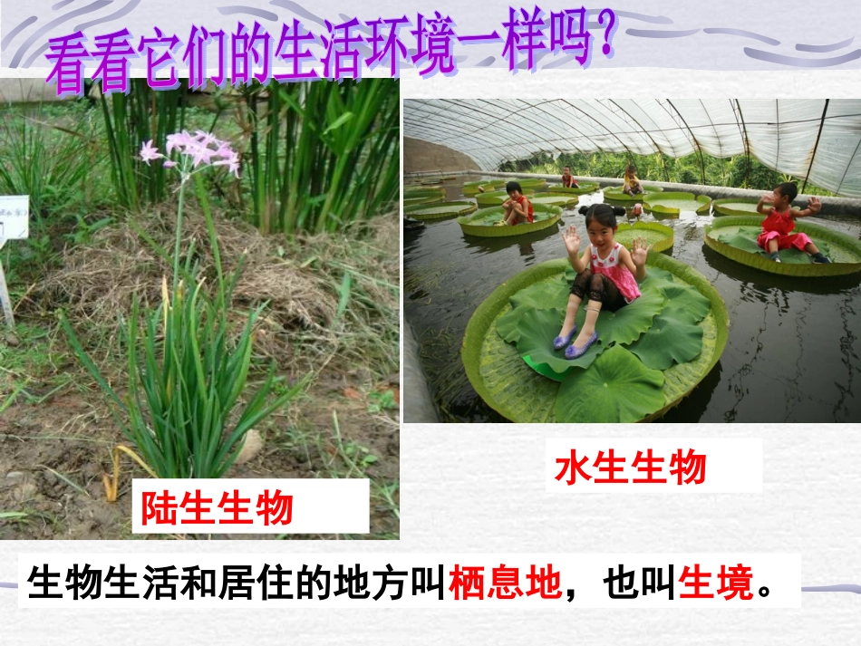 -艳丽多姿的生物_第3页