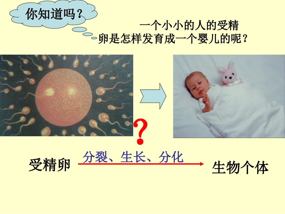 生物的结构层次（）_第2页