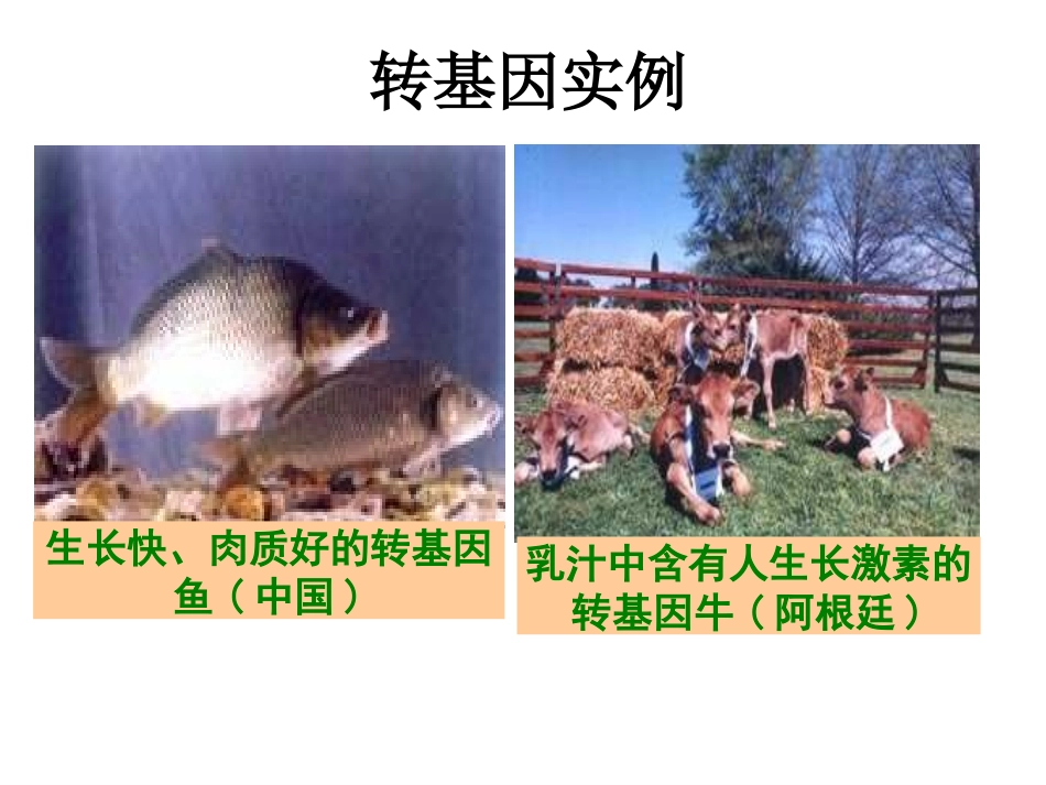 DNA重组技术的基本工具_第2页