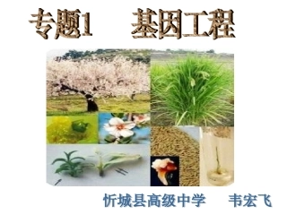 DNA重组技术的基本工具