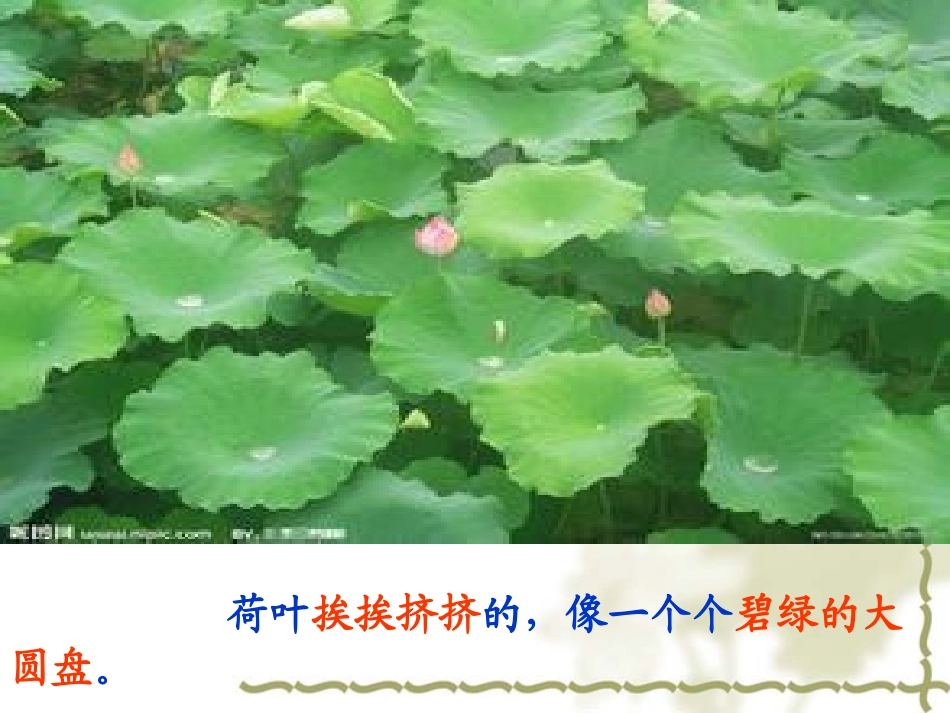 《荷花》荷叶_第1页