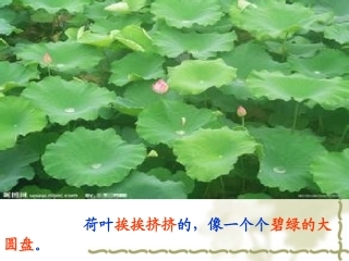 《荷花》荷叶