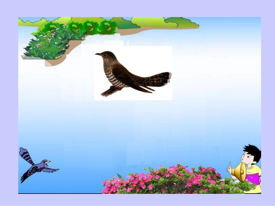 顽皮的杜鹃课件_第2页