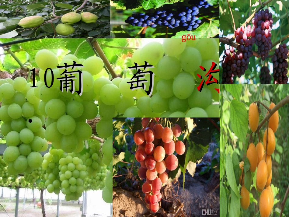 葡萄沟(2)_第3页