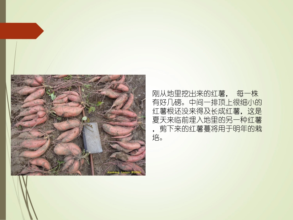 学种植第二课_第3页