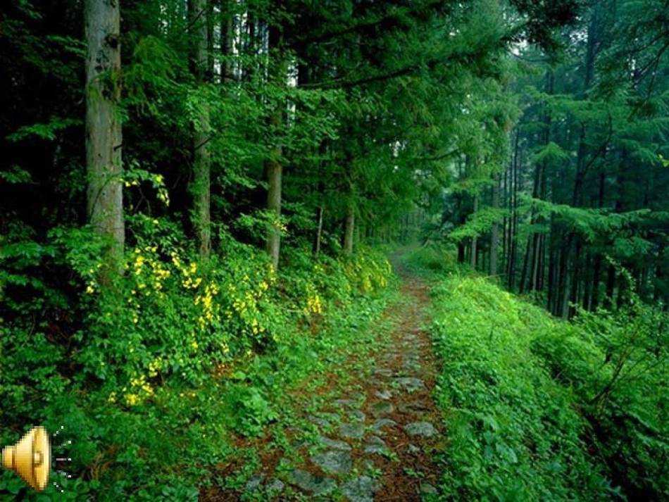 二年级上美术课件-小鸟的家-浙美版【小学学科网】_第1页