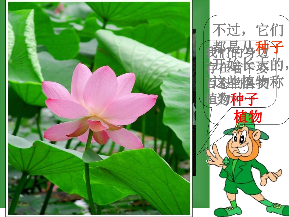种子植物课件_第2页
