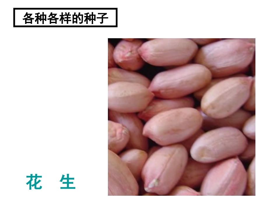 种子植物课件_第3页