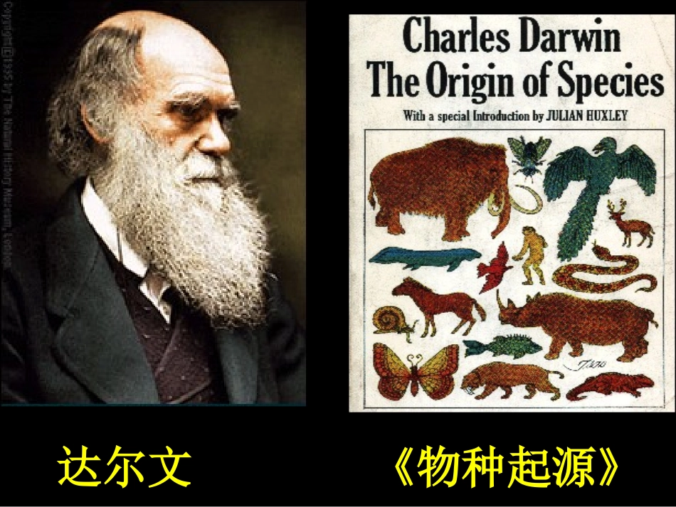 《人类的形成》课件03_第3页