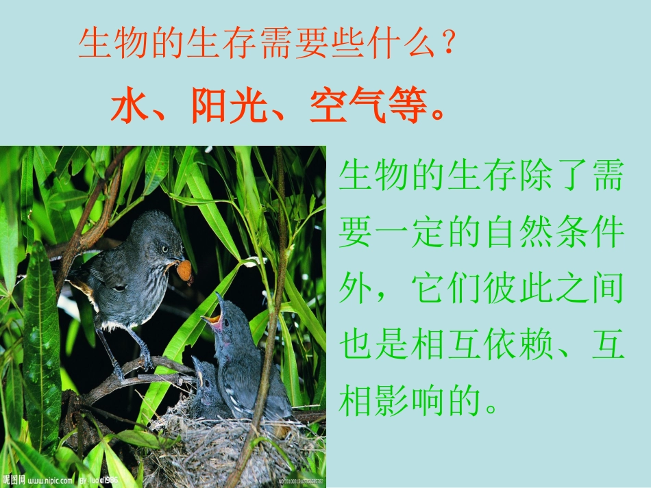食物链和食物_第2页
