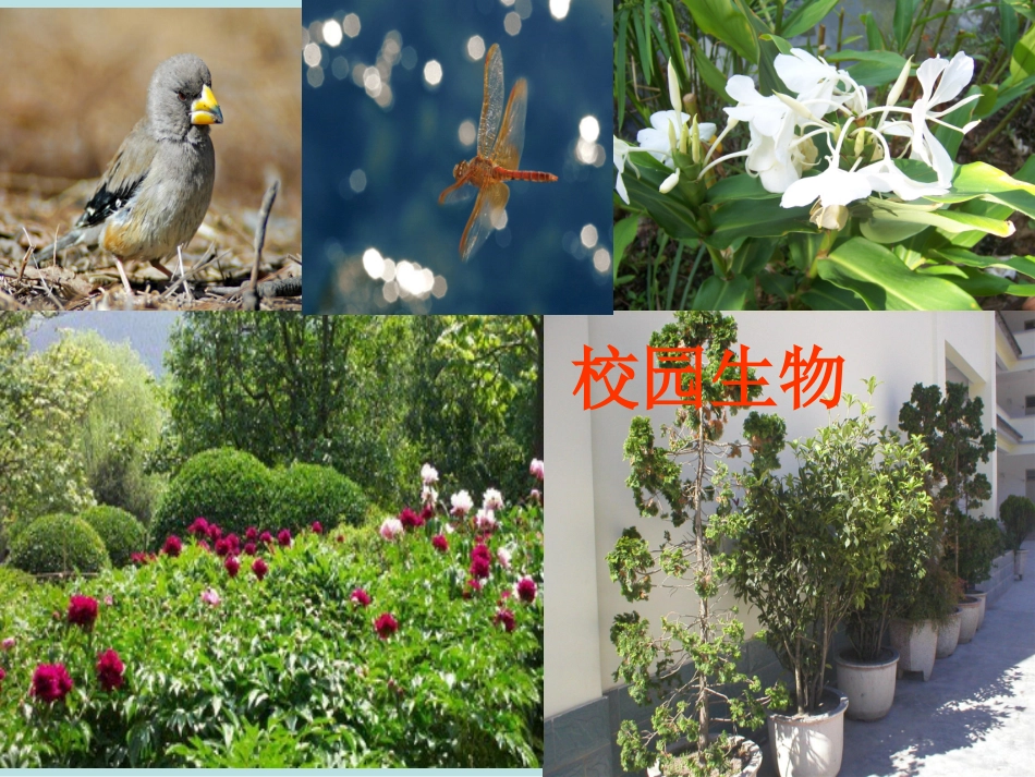 食物链和食物_第3页