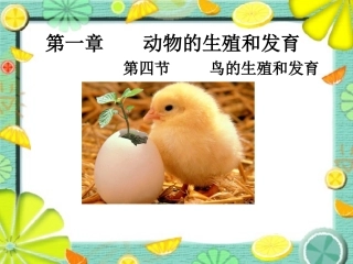 -鸟的生殖和发育