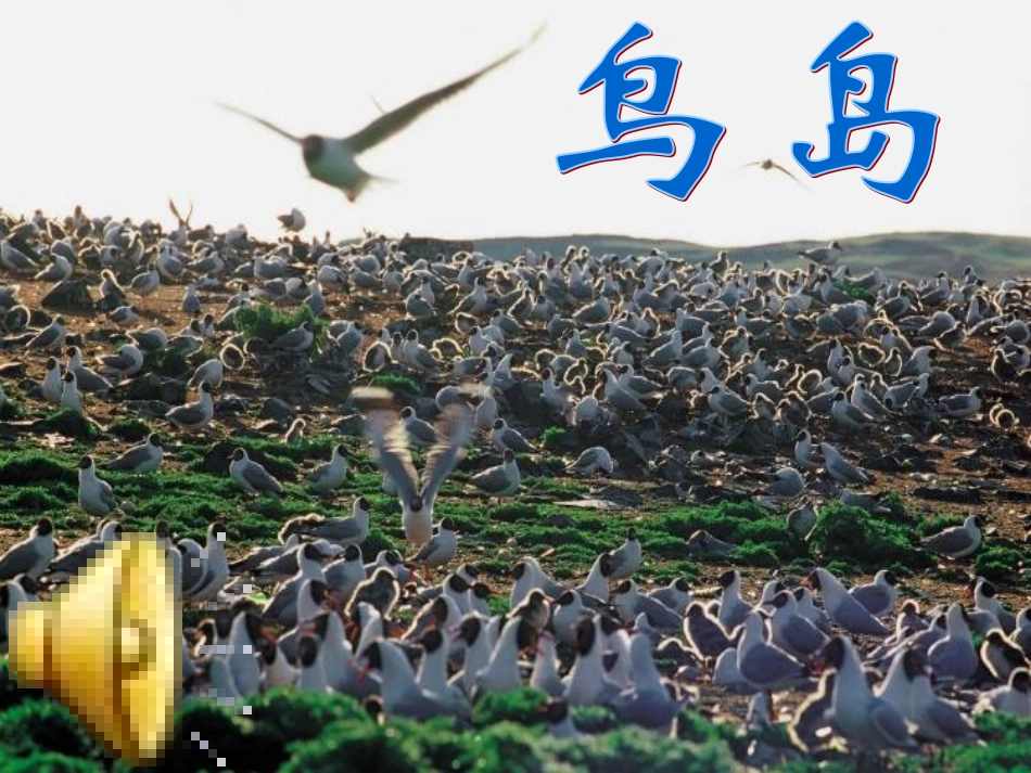 《鸟岛》课件2_第1页
