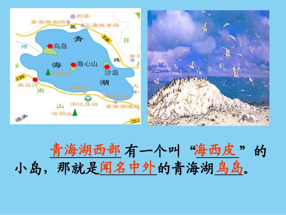 《鸟岛》课件2_第2页
