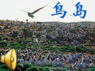 《鸟岛》课件2