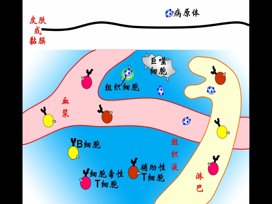 特异性反应公开课_第2页