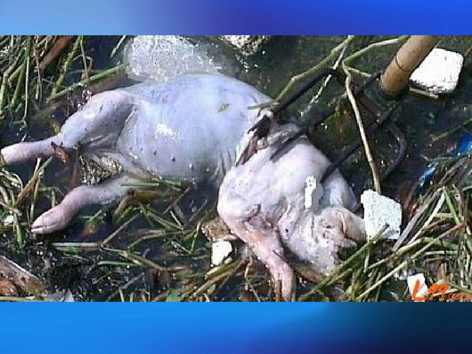 《人与大自然的不和谐之音》课件 (2)_第2页