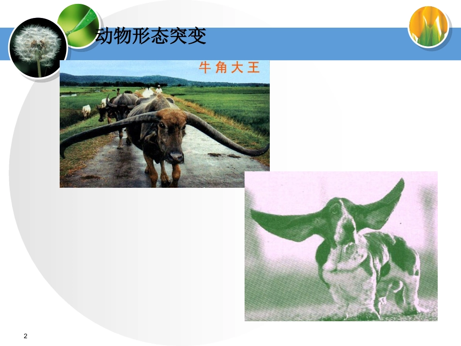 基因突变复习课件_第2页