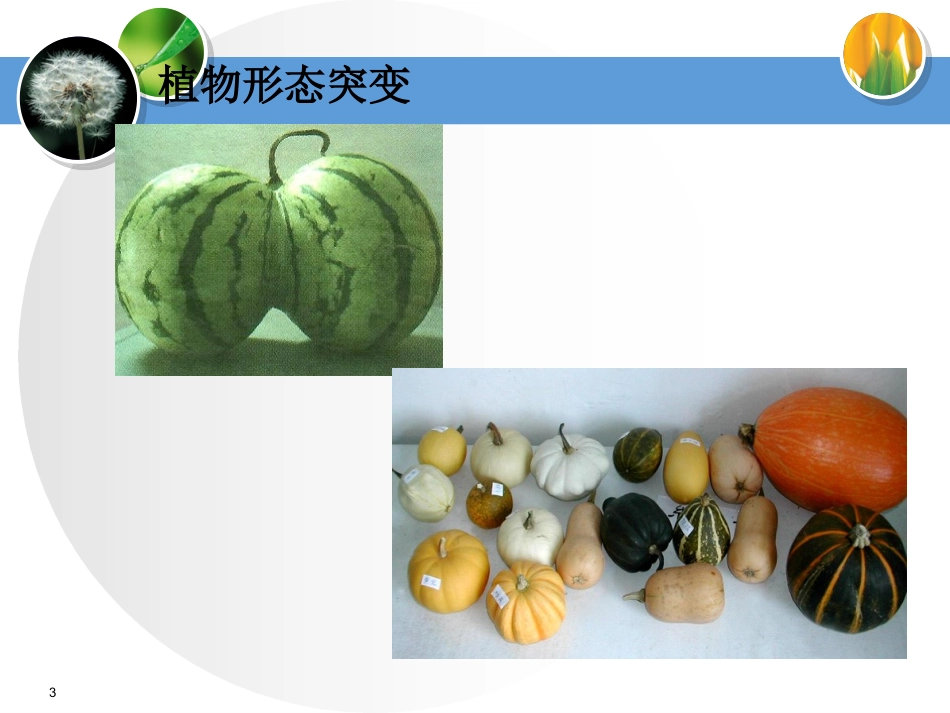 基因突变复习课件_第3页