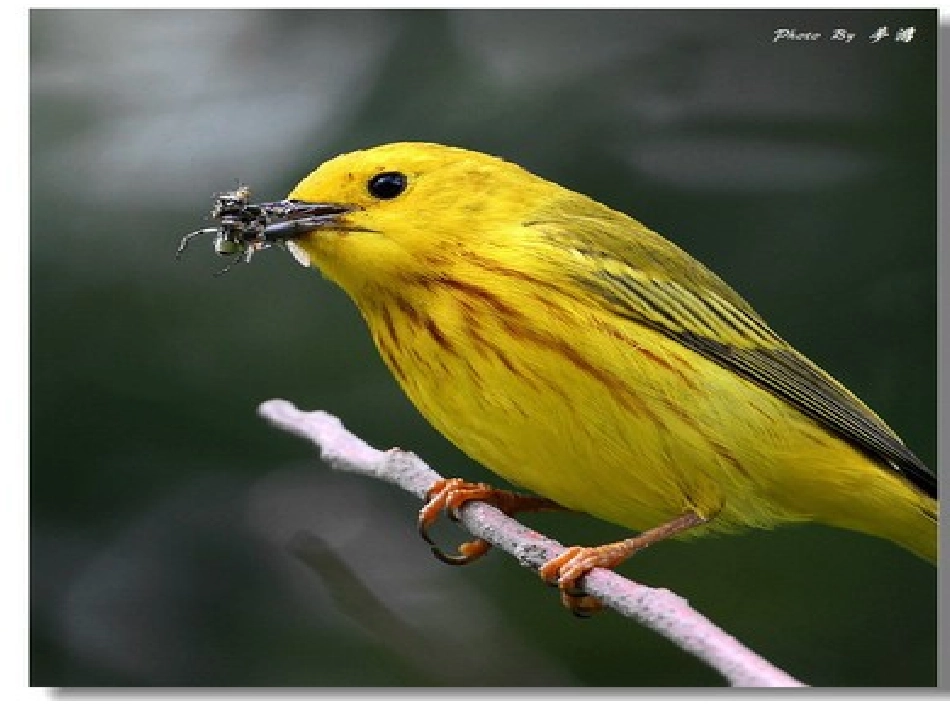 《翠鸟》公开课 (2)_第3页