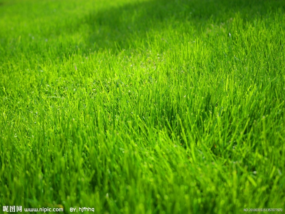 、金色的草地_第1页