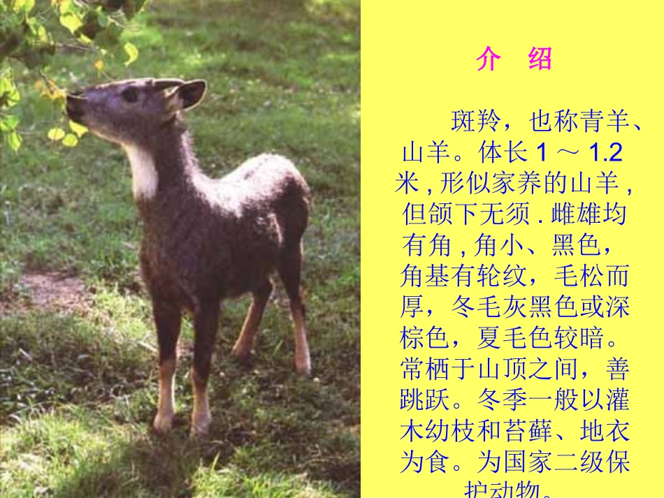 斑羚飞渡课件_第2页