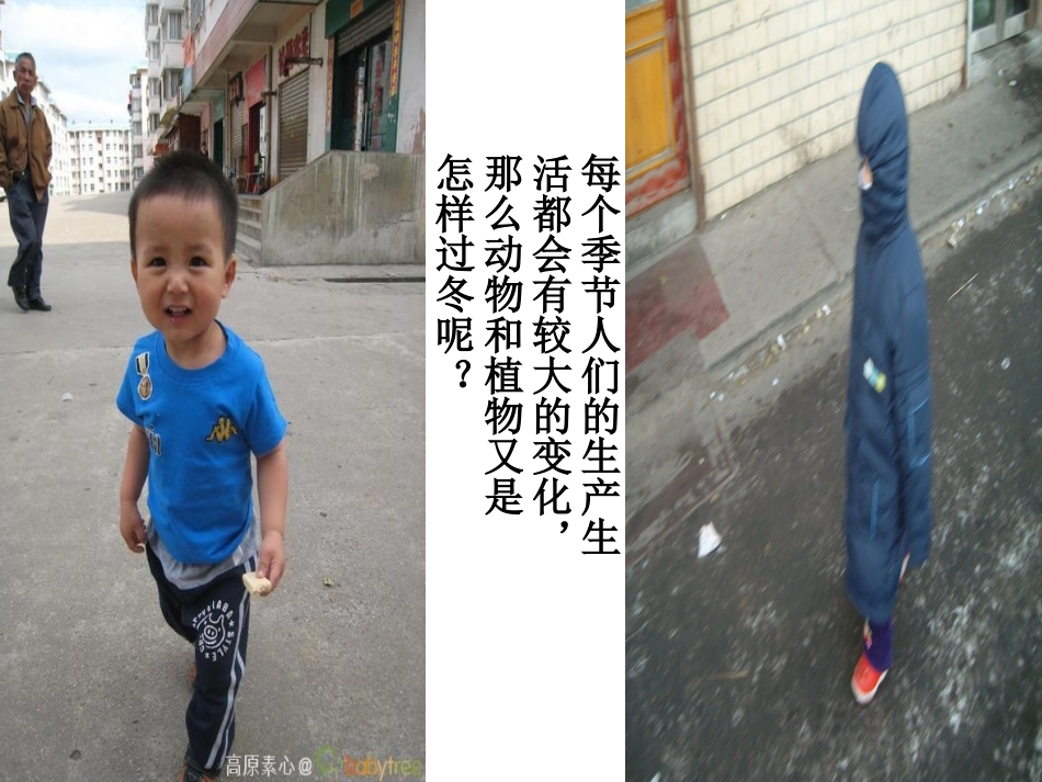 《动植物是怎样过冬的》课件_第3页