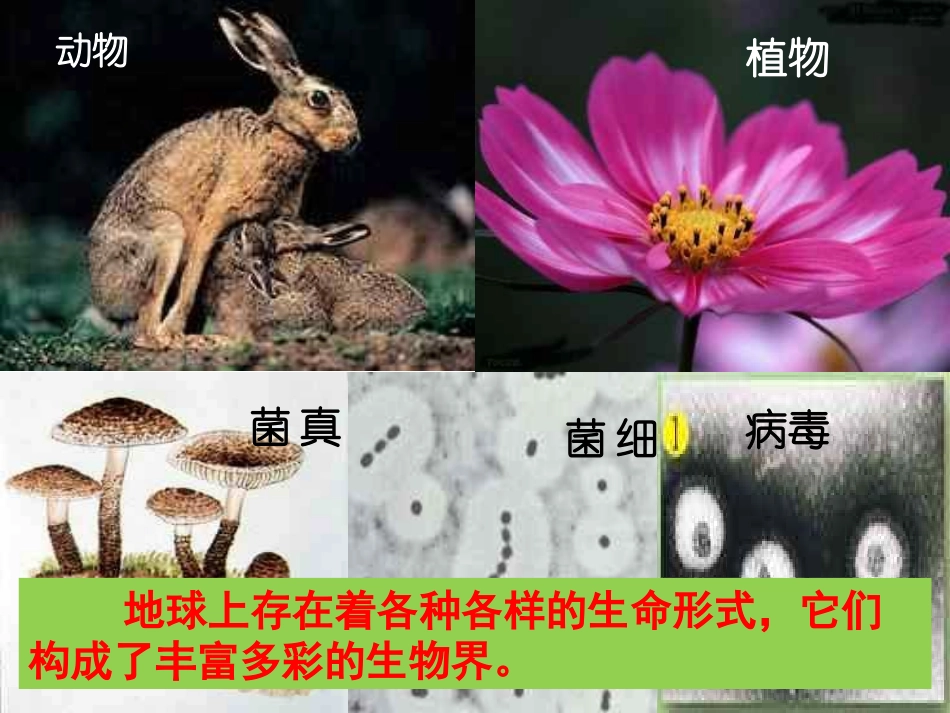 生物体的结构层次第一节(华师大版)_第3页