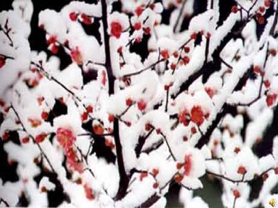 《梅花魂》课件 _第2页