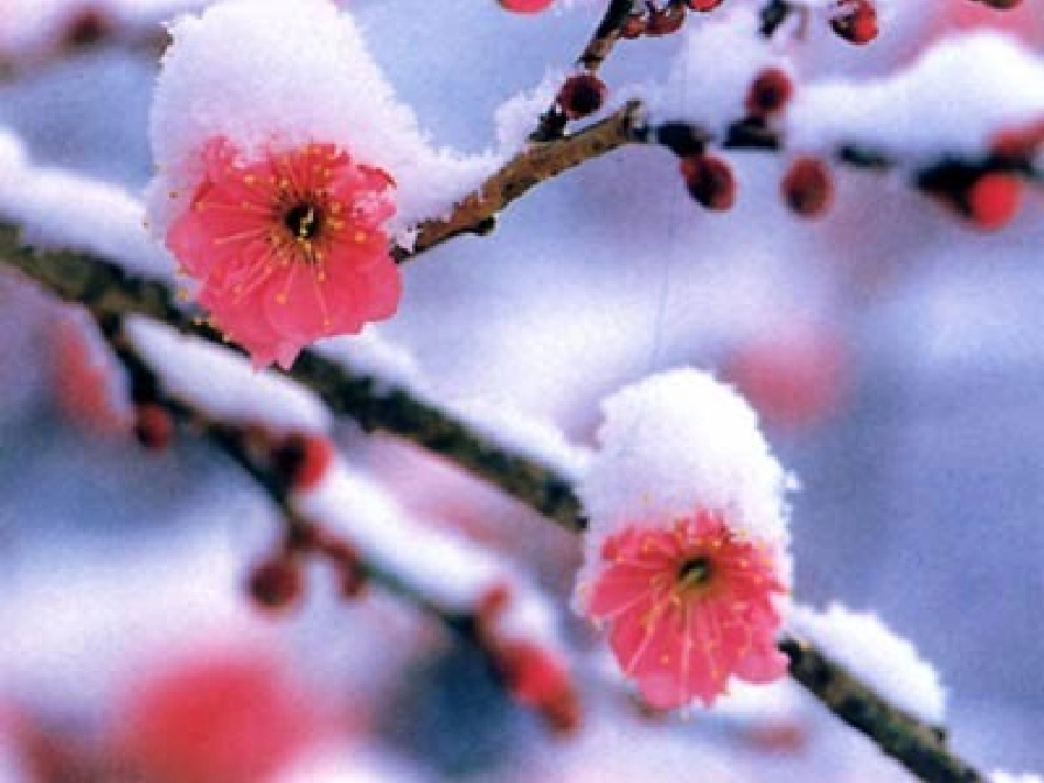 《梅花魂》课件 _第3页