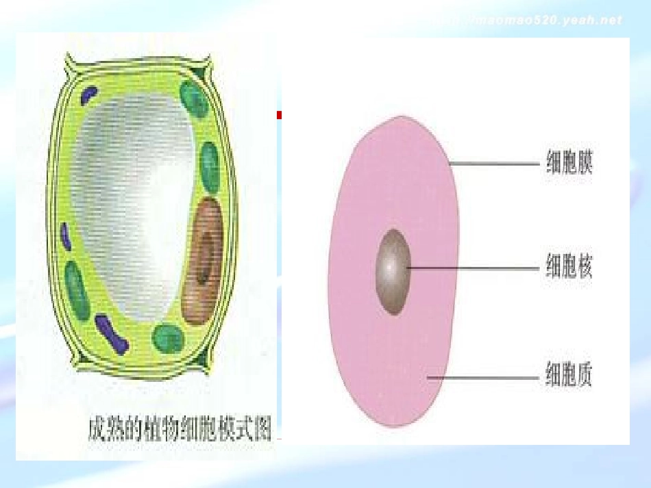 高中生物必修一第一章第一节--从生物圈到细胞1_第3页