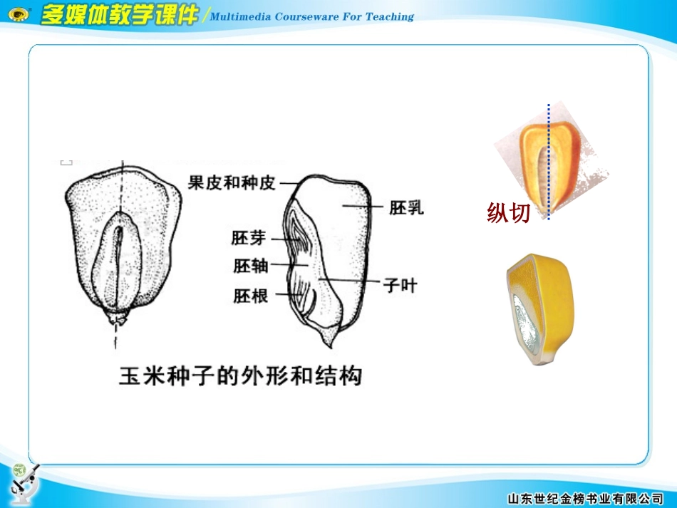 第二节细胞膜和细胞壁_第3页