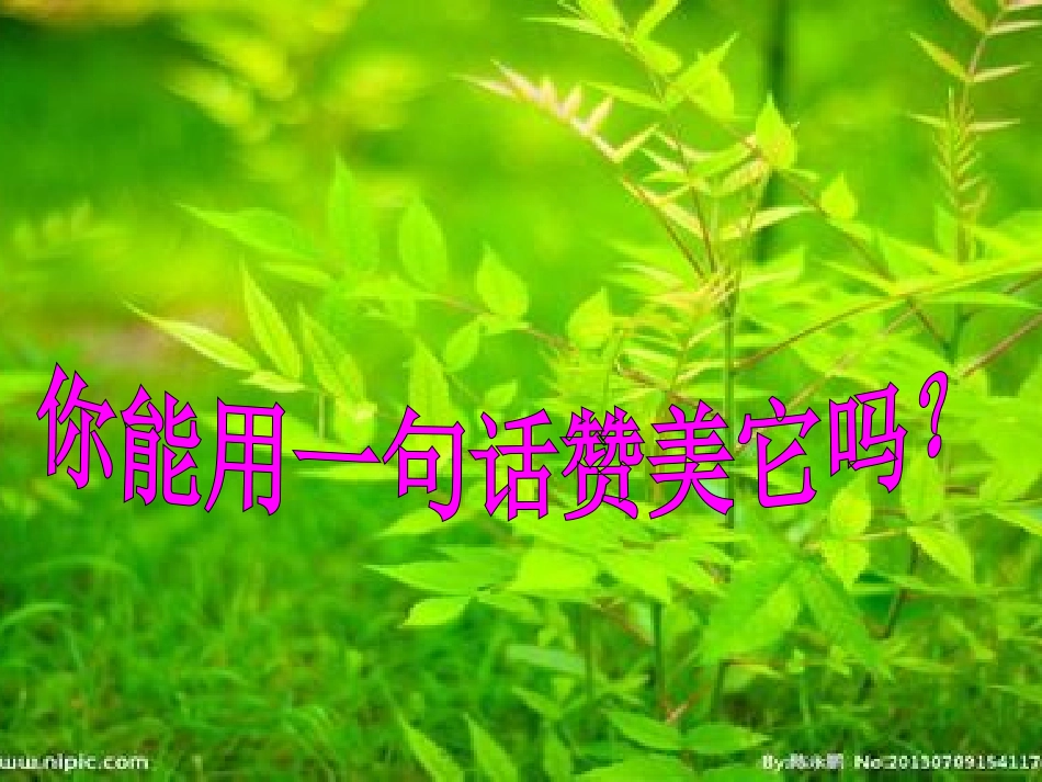 一片树叶课件_第2页