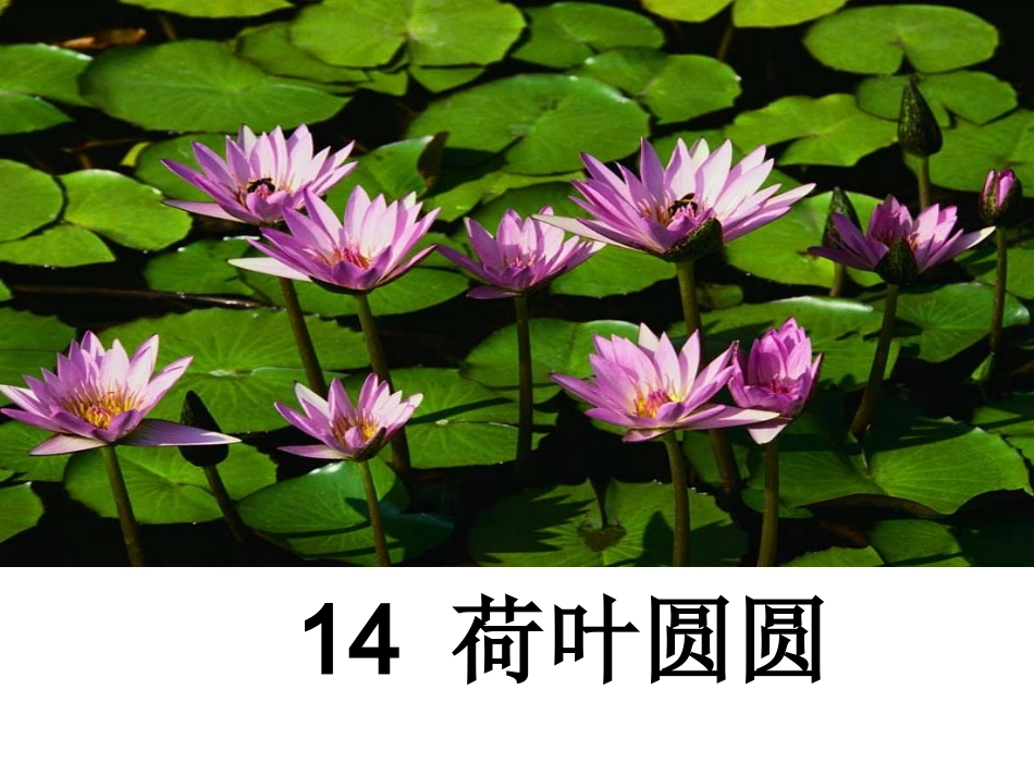 《荷叶圆圆》课件_第1页