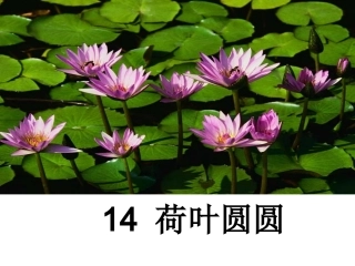 《荷叶圆圆》课件