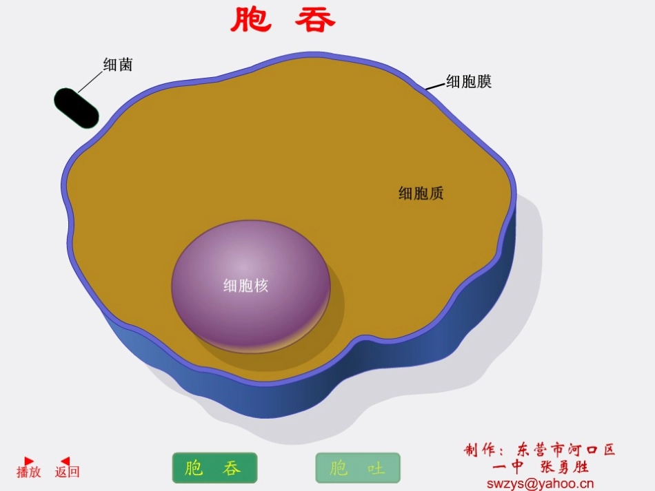 胞吞和胞吐flash动画(下载后才能播放)_第1页