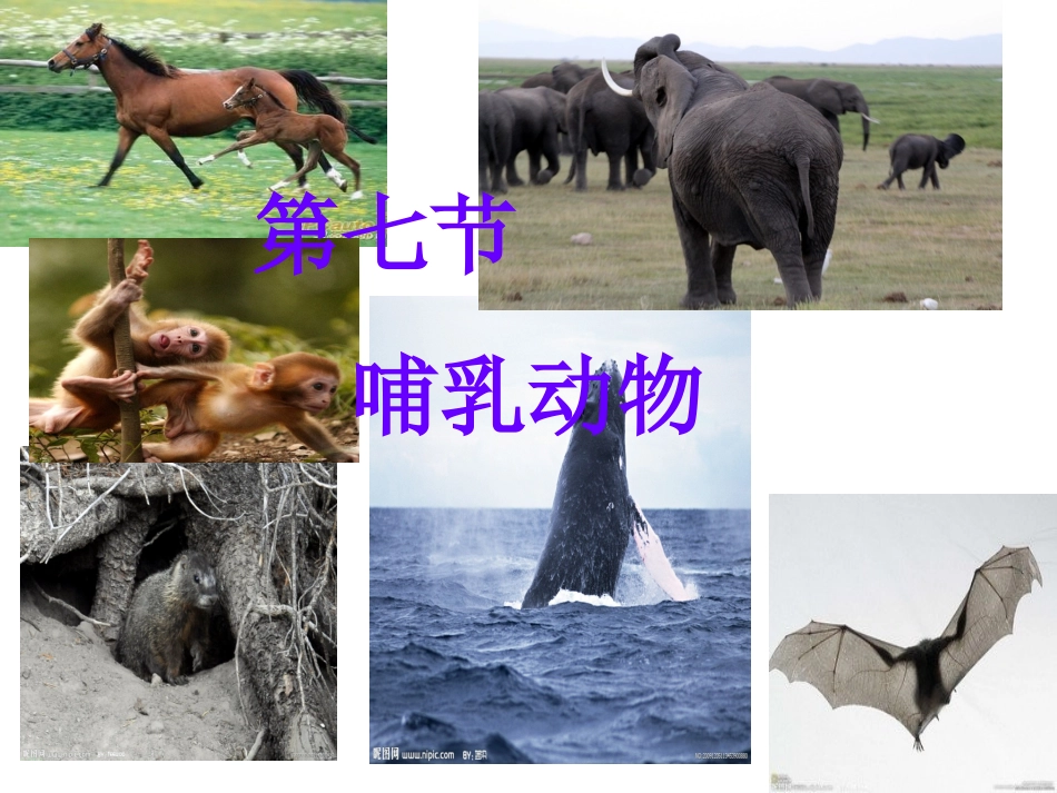 八年级生物上册第七课哺乳动物_第1页