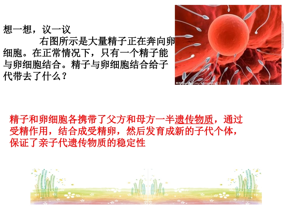 人教版八下第二章第二节基因在亲子代间的传递上课（共41张PPT）_第3页